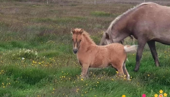 Austurkot horse farm - 801 Selfoss