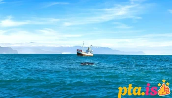 Friends of Moby Dick - Whale Watching - 640 Húsavík