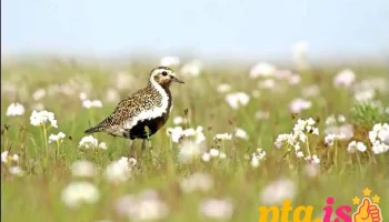 Fuglavernd / BirdLife Iceland - Reykjavík