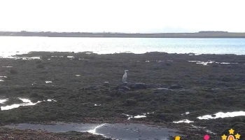 Geirfugl eftir Ólöfu Nordal - Reykjavík