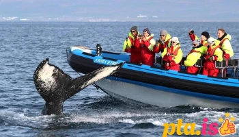 Gentle Giants - Husavik Whale Watching - Húsavík