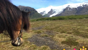 Glacier Horses - 785 Öræfasveit