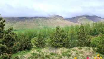 Gunnfríðarstaðaskógur - Holtastaðir