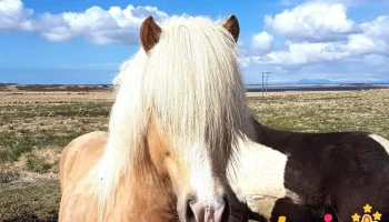 Hestamiðstöðin Borgartún - Akranes