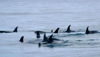 Láki Tours - Ólafsvík