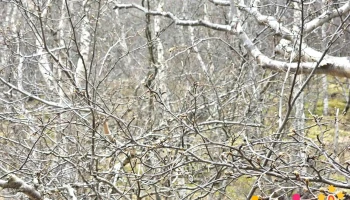 Leyningshólaskógur - Ísland