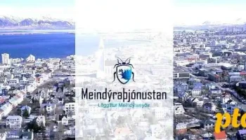 Meindýraeyðir - Meindýraþjónustan - Reykjavík