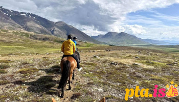 Pólar Hestar - 616 Grenivík