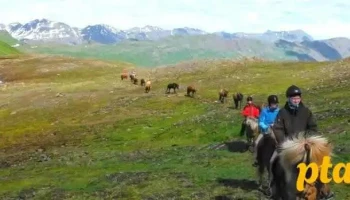 Skorrahestar - Hestaleiga og gisting - Neskaupstaður