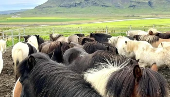 Syðra Langholt - 846