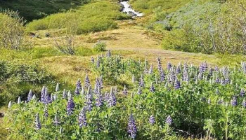 Tungudalur Vestfjarðagöng - Ísafjörður