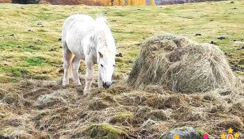 Úthlíð - The Farm - 7Ggx+W2H