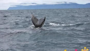 Westfjords Safari - Ísafjörður