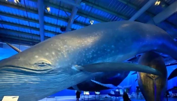 Whales of Iceland - Reykjavík
