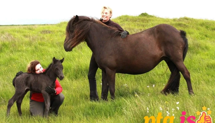 Alfholar   Icelandic Horse Hestur - Hvolsvöllur