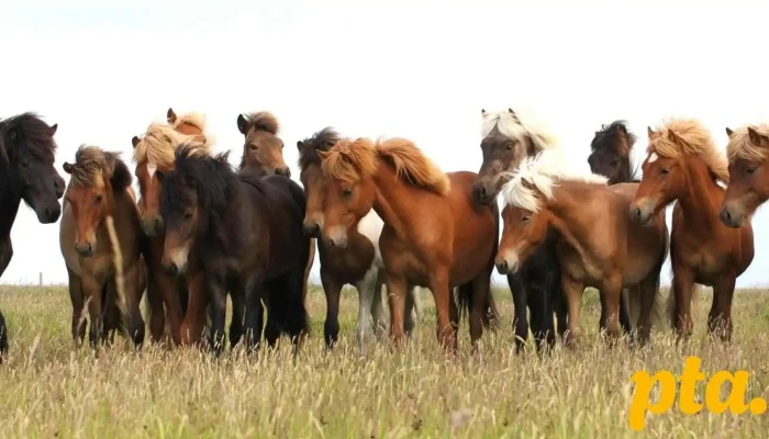 Alfholar   Icelandic Horse Hrossaræktandi - Hvolsvöllur