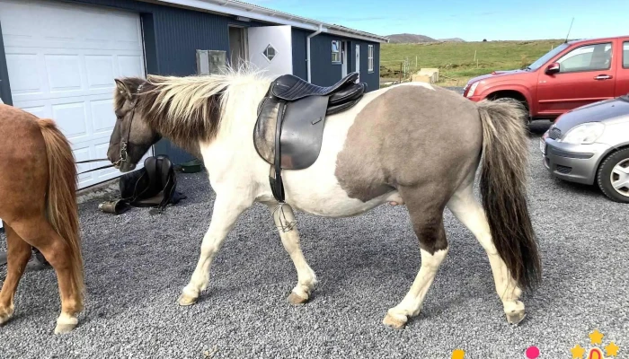 Arctic Horses -  Ferðamannastaður - Grindavík