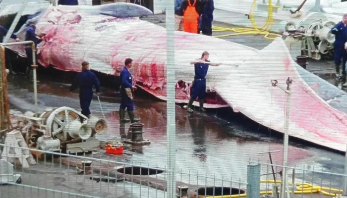 Beached Whalers Hvalfjordur Afslættir - 47