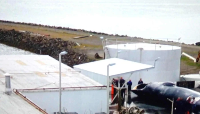 Beached Whalers Hvalfjordur Nalægt Mer - 47