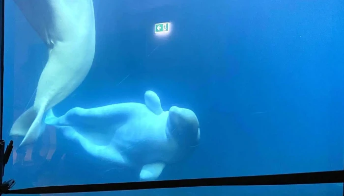 Beluga Sanctuary -  Kynning - Vestmannaeyjabær