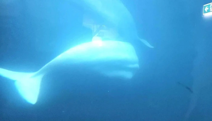 Beluga Sanctuary -  Umsagnir - Vestmannaeyjabær