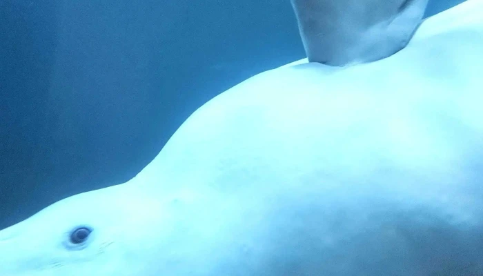 Beluga Sanctuary -  Vefsiða - Vestmannaeyjabær