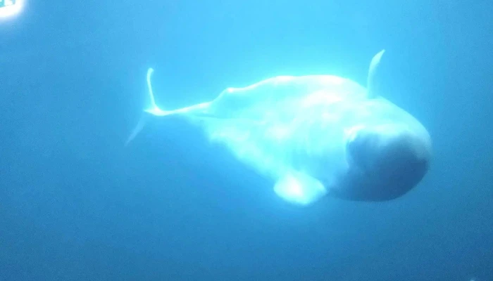 Beluga Sanctuary -  Vestmannaeyjabær - Vestmannaeyjabær