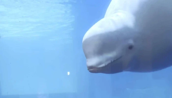 Beluga Whale Sanctuary -  Athugasemdir - Vestmannaeyjabær
