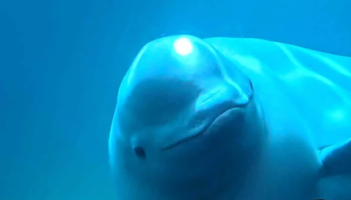 Beluga Whale Sanctuary -  Heimilisfang - Vestmannaeyjabær