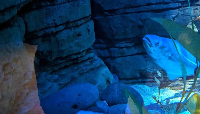 Beluga Whale Sanctuary -  Hvar - Vestmannaeyjabær