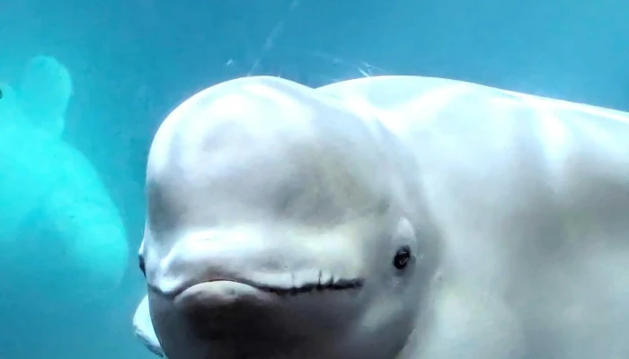 Beluga Whale Sanctuary -  Staðsetning - Vestmannaeyjabær