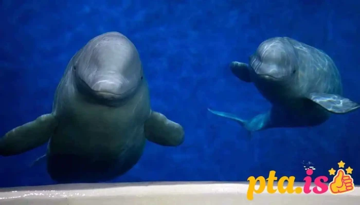 Beluga Whale Sanctuary -  Sædýrasafn - Vestmannaeyjabær
