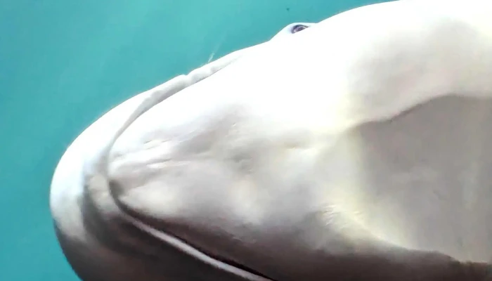 Beluga Whale Sanctuary -  Umsagnir - Vestmannaeyjabær