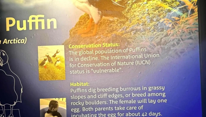Beluga Whale Sanctuary -  Vefsiða - Vestmannaeyjabær