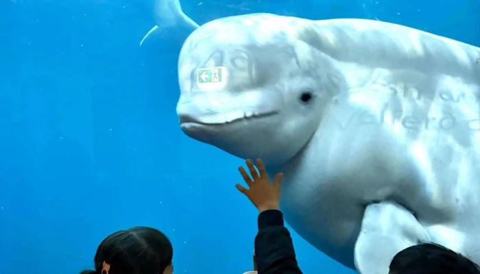 Beluga Whale Sanctuary - Vestmannaeyjabær