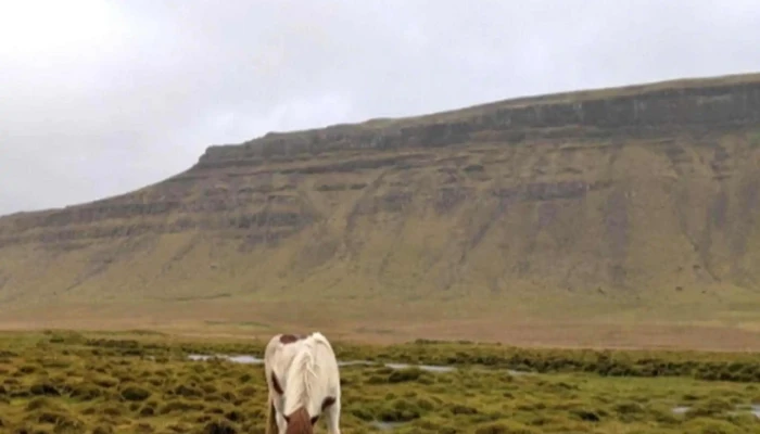 Berg Horse Farm -  Opið Nuna - Énésæþ