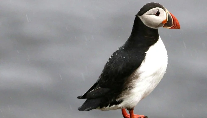 Borgarfjardarhofn Myndir - Bakkagerði