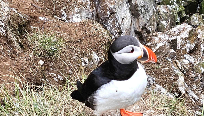 Borgarfjordur Eystri Hvernig A Að Komast þangað - Borgarfjörður Eystri