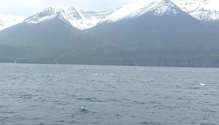 Dalvik Ferry to Grimsey Island - Dalvík