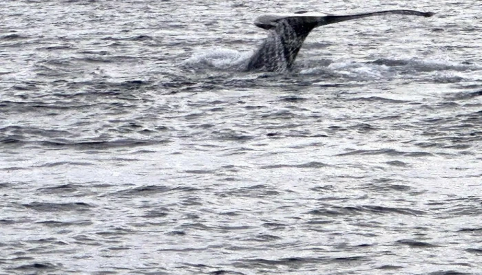Elding Hvalaskodun Akureyri Verð - Akureyri