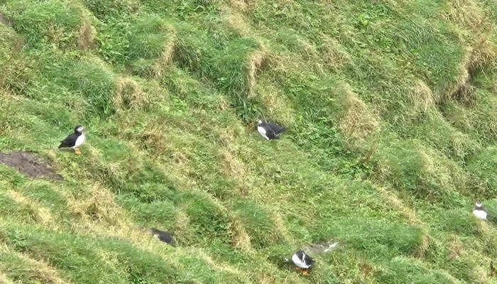 Eyjatours -    Puffin Tours In Iceland Heimilisfang - Vestmannaeyjabær