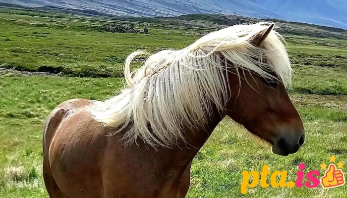 Fell Horse Rental -  Hestur - Breiðdalsvík