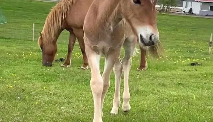 Finnsstadir Horse Ranch Myndskeid - Egilsstaðir