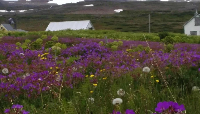 Fiskbud Sjavarfangs Verð - Ísafjörður