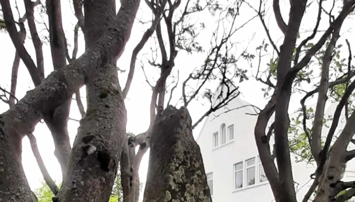 Fogetagardurinn Numer - Reykjavík