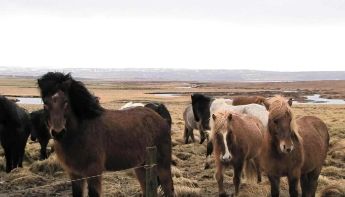 Foraging -    Hvalfjordur Athugasemdir - Iceland