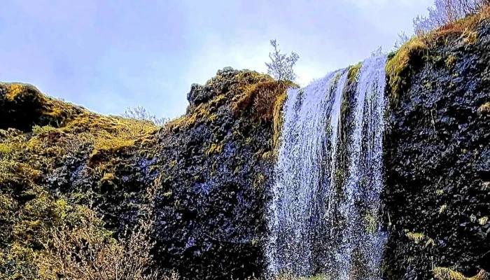 Foraging -    Hvalfjordur Iceland - Iceland