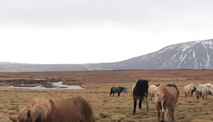 Foraging -    Hvalfjordur Umsagnir - Iceland