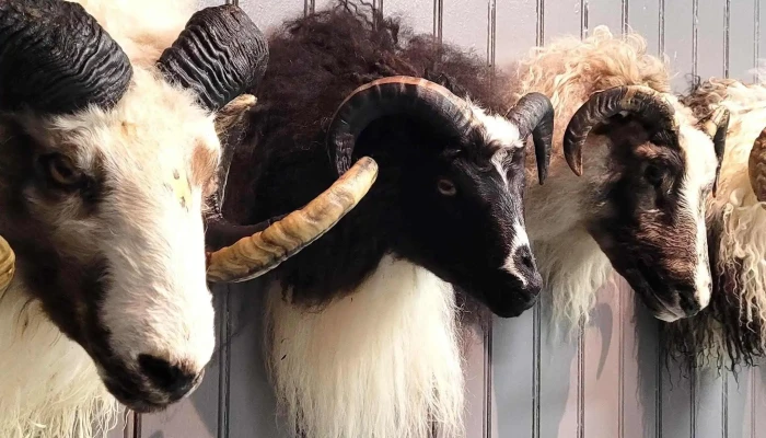 Fraedasetur Um Forystufe Einkunn - Þórshöfn