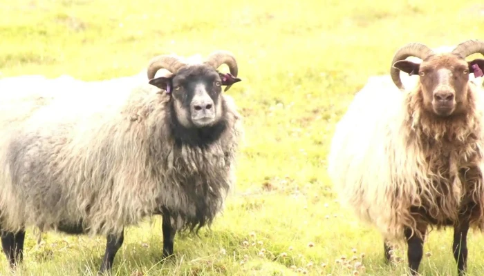 Fraedasetur Um Forystufe Kynning - Þórshöfn